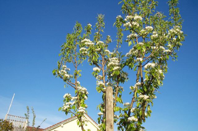 Birnbaum_blüht